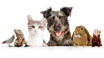Tourism Listing Partner Vet Australia